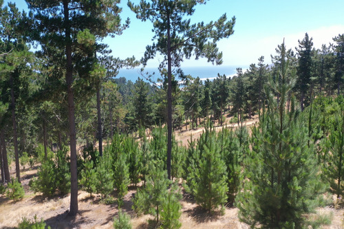 Excelente Terreno En Boyeruca
