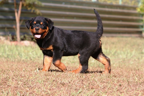 Rottweiler Canil Rottland Netos Alemão Cheyenn Wolfert Turn.