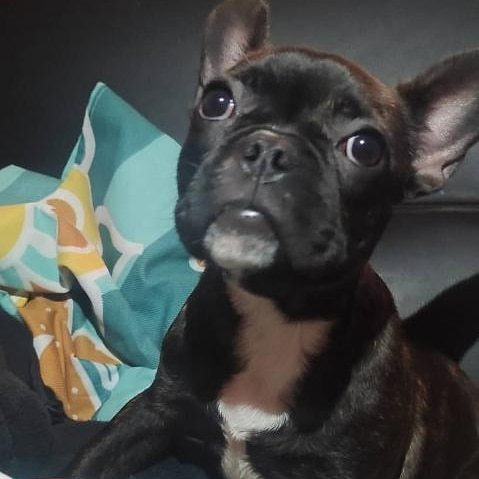 Imagen 2 de 4 de Bulldog Francés