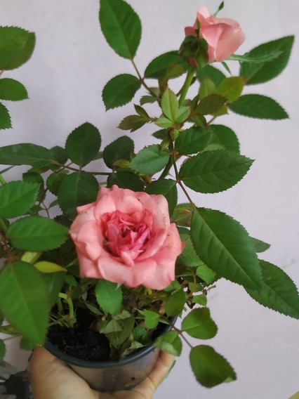 Rosa Colombiana | MercadoLivre 📦