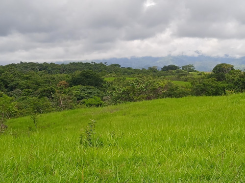 Imagen 4 de 25 de Finca Venta Lara Acarigua En Venta (gamelotal) De 251 Hectareas