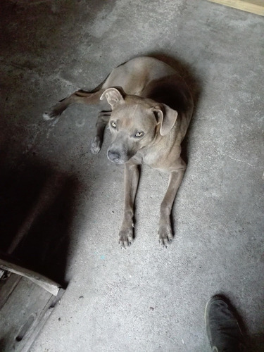 Imagen 6 de 10 de *la Aldea Guarderia Y Pensionado Canino*