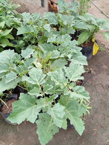 Datura Ferox - Chamico - Cultivos Organicos