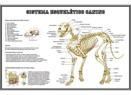 Poster 65x100cm Esqueleto Cão Decoração Clínica Veterinária Petshop - Plastificado - Anatomia Veterinária - Sistema Esquelético Do Cachorro - Canino