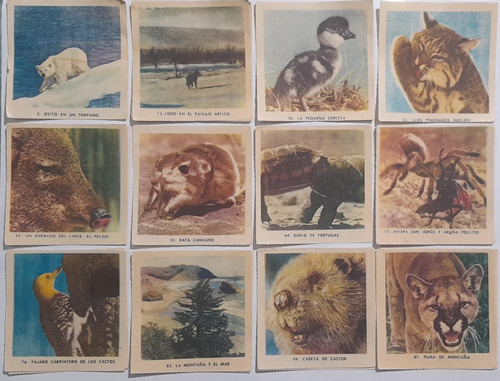 Figuritas Maravilloso Mundo De Los Animales Lote X5 A Elegir