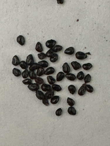 Semilla De Pitaya (cactus) 100 Semillas X $250.00 Pesos