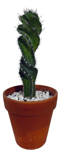 Planta Cactus Espiralado Cereus Forbesii Spiralis Barro M14