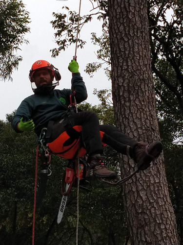 Imagen 4 de 10 de Poda Arboles Altura Riesgo - Zona Norte - Art Tala Y Derribo