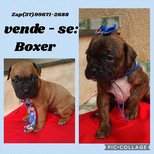 Imagem 1 de 5 de Vendo Filhotes De Boxer