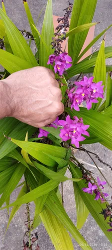 Orquídeas Naturales