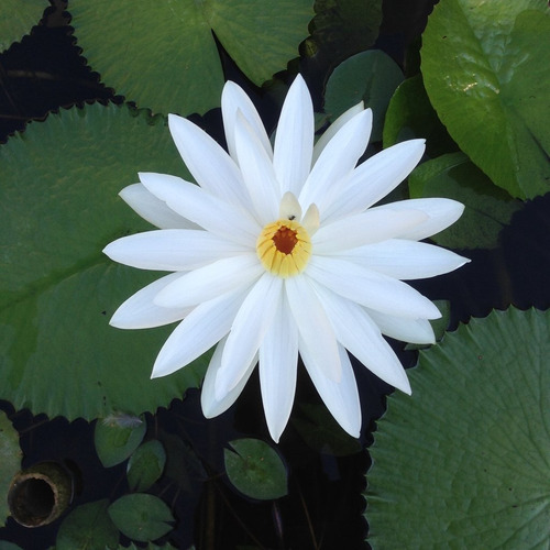 Nenúfar Blanco Nocturno Nymphaea Sp. Juno Lirio Acuático