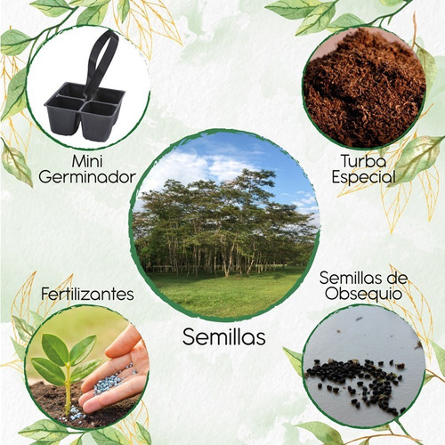 15 Semillas De Árbol Yopo Negro + Mini Kit De Germinación