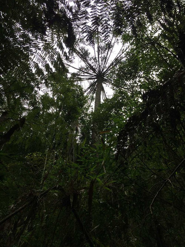 Terreno De Mata Nativa Com 44.100 M2 Verdadeiro Paraíso Para Os Amantes Da Natureza