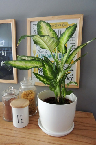 Planta Interior Diffembacchia Mariana C/maceta Premium Plato