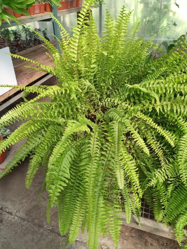 Imagen 2 de 4 de Helecho, Nephrolepis Exaltata