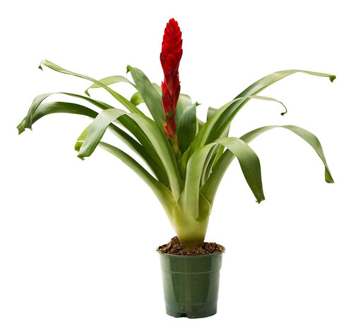 Bromelia Vriesea