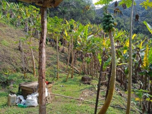 Imagem 10 de 17 de Chácara Com Riacho, Pomares De Arvores Frutíferas E Pés De Banana E Com Com 171.500 M² De Área Total, Em Miracatu Ref: 8564/ac