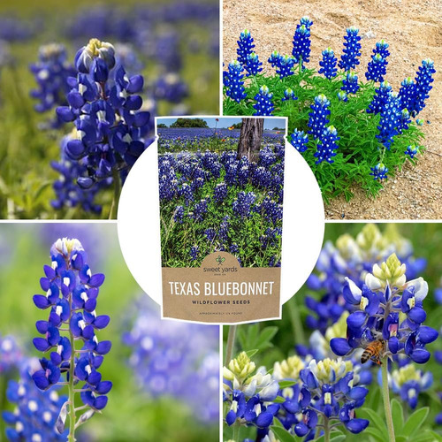 Texas Bluebonnet - Semillas De Flores Silvestres Bolsa A G