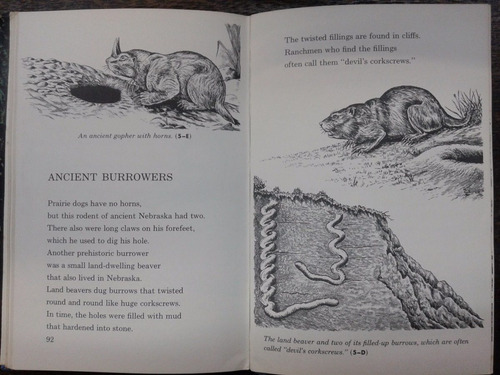 Imagen 7 de 9 de Prehistoric Zoo * Carroll Lane Fenton *