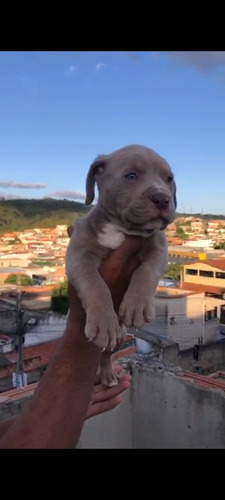 Vendo Filhotes De Pit Monster