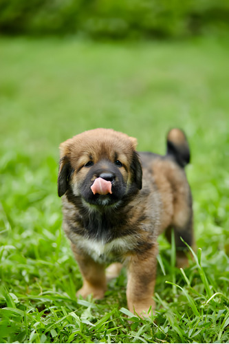 Cachorros Terranova Con Registro Perros Newfoundland