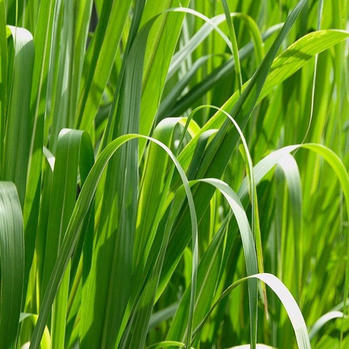 Óleo Essencial Lemongrass (cymbopogon Citratus) Orgânico Wnf