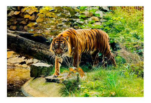 Vinilo 40x60cm Tigre Rayado Selva Cruzando Rio Selva