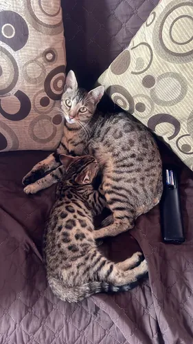 Hermosas Gatas Bengalí Gatos Medellín Bogotá Cali Cartagena