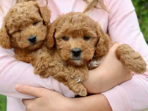 Labradoodles Hermosos Bebés Familiares Divinos Súper Cariños