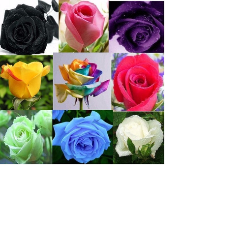 45 Sementes De Rosa Cores Variadas E Raras Arco-íris Negra!