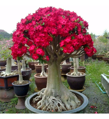 20 Mudas De Rosa Do Deserrto Dobradas E Triplas