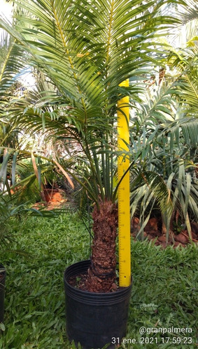 Palmera Cyca Circinalis - Deco, Piscinas, Paisajismo