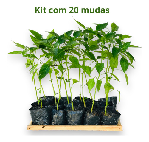 20 Mudas De Pimentão Vermelho Híbrído - Alta Qualidade