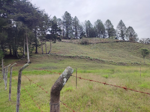 Lote En Venta Guarne Antioquia Sector Vellavista Para Parcelar