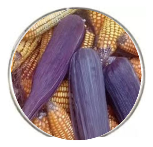 Semente De Milho Crioulo Orgânico Sabugo Roxo 1.500 Sementes