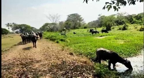 Tierras Privadas En Cojedes, Aptas Para La Cría De Búfalo. Vegas.