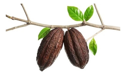 Arbol De Cacaoo / Ahora Ya Puedes Tenerlo En Tu Jardin