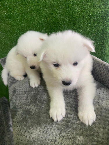 Cachorros Samoyedo Entrega Inmediata 