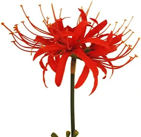 Calcifer 3 Tallos Lirios De Araña Rojos Flores Artificiales