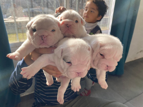 Cachorros Bulldog Inglés Exóticos