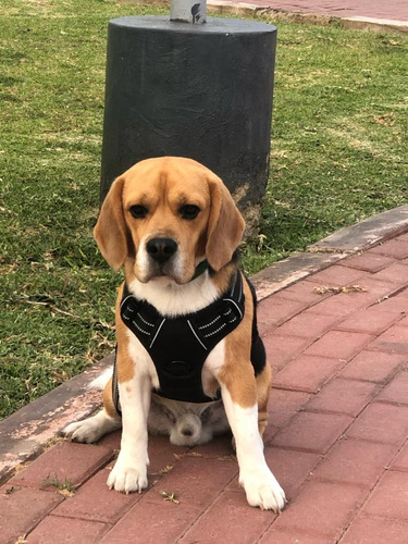 Beagle Pedigri Macho Servicio De Monta