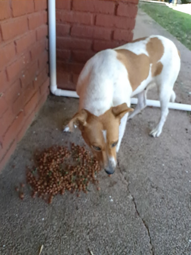 Adopción  Perrita Joven Se Paga La Castracion !!