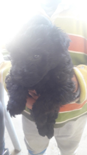 Vendo Caniche Toy
