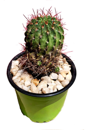 Maceta Cactus Parodia