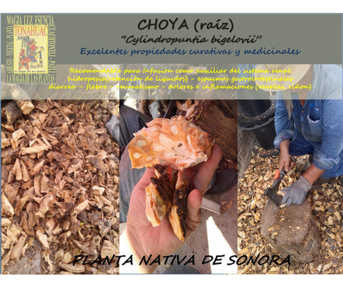 Choya + Bachata + Cosahui + Tepehuaje + Toji Env Gratis