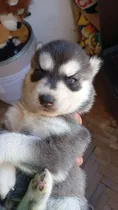 Comprar Cachorra Husky Siberiano Negro