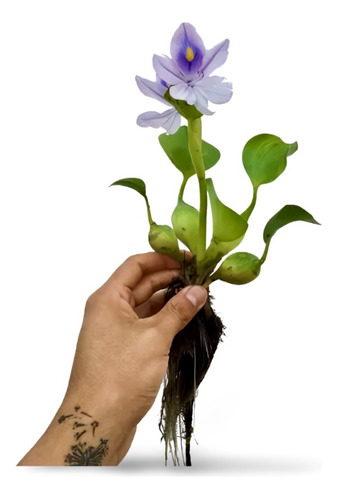 Planta Plantas Flotantes Para Acuario