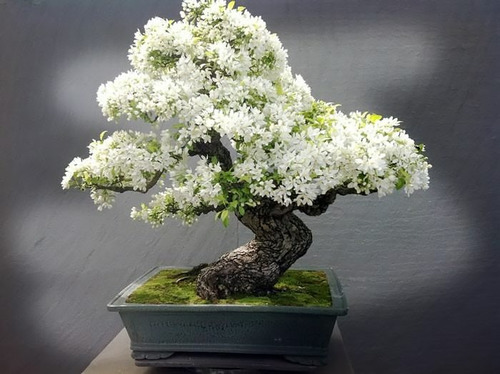 Semillas El Gran Tajy Arbol Blanco Bonsai+ Manual Bonsai