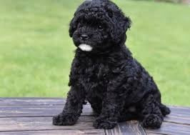French Poodle Negro 