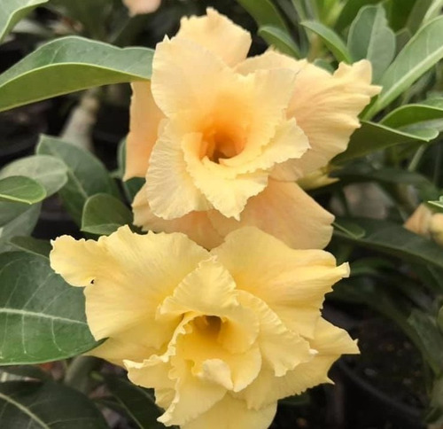 Imagem 3 de 9 de Mix De Rosas Do Deserto Enxertadas - 10 Unidades